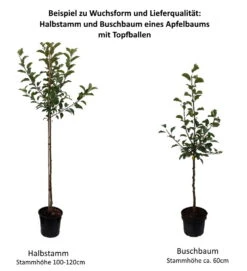 Allegro Ⓢ Malus Domestica -Pflanzen Verkäufe 0 Baumformen Buschbaum und HalbstammfjpgqWPOvbRmU