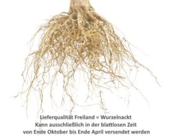 Gravensteiner Malus Domestica -Pflanzen Verkäufe 0Wurzelnackt2EXHwLYvcPt08z