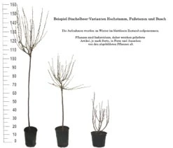 Tatjana, Grün, Fast Stachellos Ribes Uva-crispa `Tatjana´ -Pflanzen Verkäufe 1 Beispiel Stachelbeeren Wuchsformen5728MZOmFH4CB