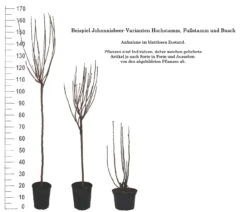 Rolan Ribes Rubrum `Rolan´ 11 Rolan Ribes Rubrum `Rolan´ -Pflanzen Verkäufe 1Beispiel Johannisbeere WuchsformenubMxZbmWVRpso