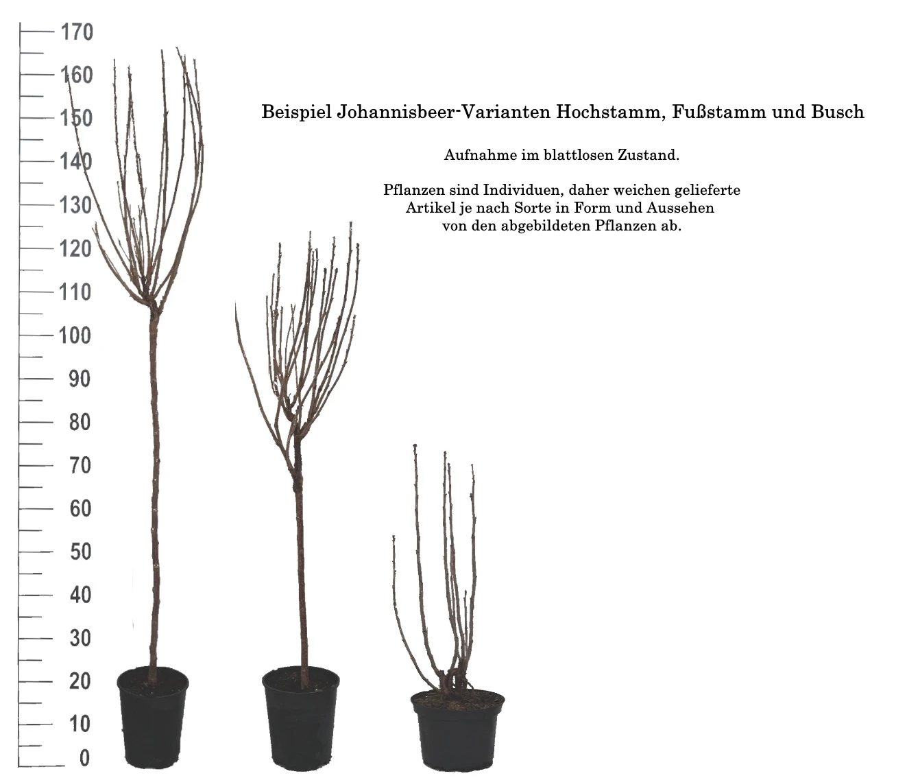 Rolan Ribes Rubrum `Rolan´ 7 Rolan Ribes Rubrum `Rolan´ - Image 5