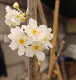 Aprimira Prunus Domestica Subsp. Syriaca `Aprimira´ -Pflanzen Verkäufe 20180404 175702