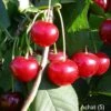 Achat Ⓢ Prunus Cerasus `Achat´ -Pflanzen Verkäufe Achat sauerkirsche