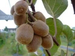 Kiwi 2er Set - Weibliche Und Männliche Pflanze Actinidia Chinensis