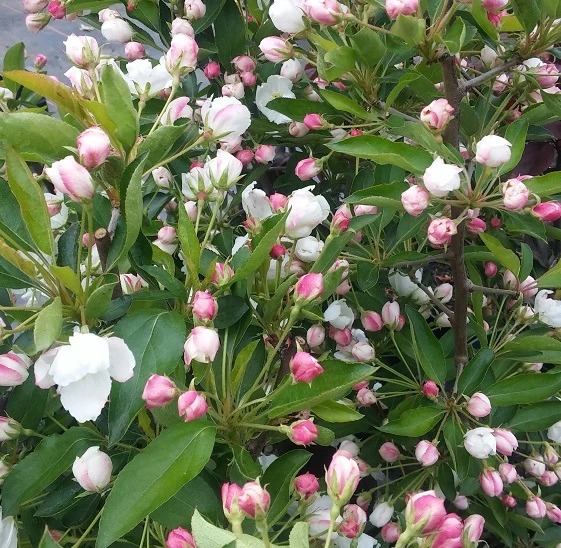 Zwerg-Zierapfel `Adirondack´ Malus ´Adirondack´ 4 Zwerg-Zierapfel `Adirondack´ Malus ´Adirondack´ - Image 2