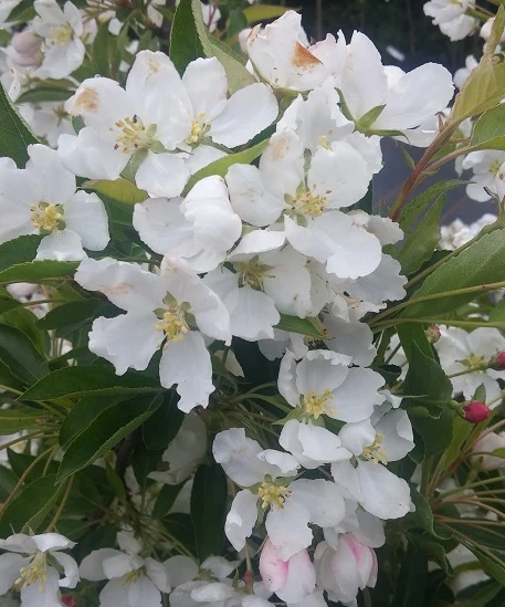 Zwerg-Zierapfel `Adirondack´ Malus ´Adirondack´ 3 Zwerg-Zierapfel `Adirondack´ Malus ´Adirondack´