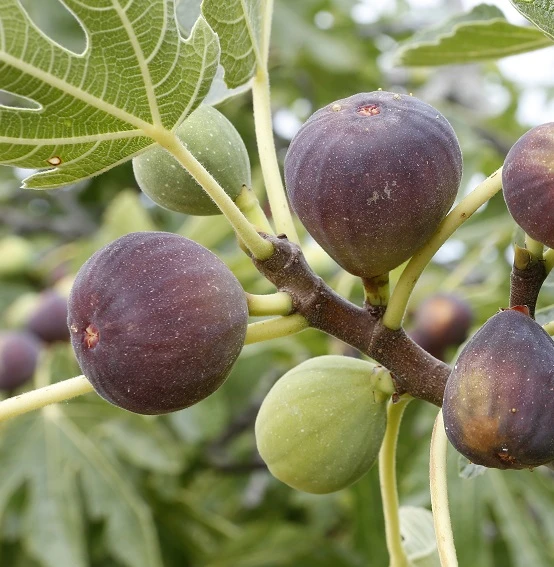 Feige Brown Turkey Ficus Carica `Brown Turkey´