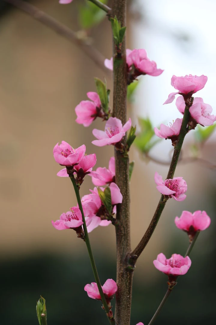Säulen-Nektarine `Alice Col´ Ⓢ Prunus Nucipersica `Alice Col´ 5 Säulen-Nektarine `Alice Col´ Ⓢ Prunus Nucipersica `Alice Col´ - Image 3