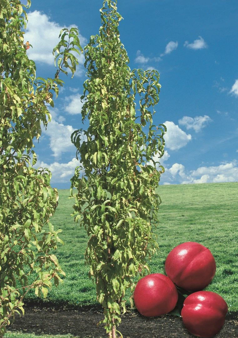 Säulen-Nektarine `Alice Col´ Ⓢ Prunus Nucipersica `Alice Col´ 4 Säulen-Nektarine `Alice Col´ Ⓢ Prunus Nucipersica `Alice Col´ - Image 2