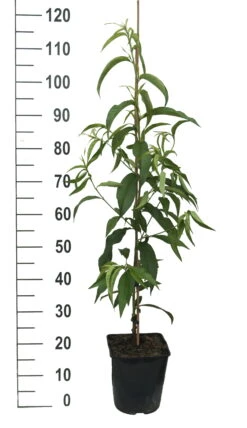 Säulen-Nektarine `Alice Col´ Ⓢ Prunus Nucipersica `Alice Col´ 9 Säulen-Nektarine `Alice Col´ Ⓢ Prunus Nucipersica `Alice Col´ -Pflanzen Verkäufe Alice Col weiss
