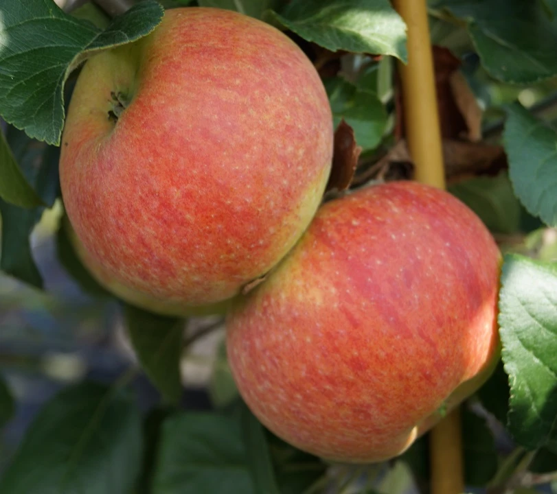 Alkmene Malus Domestica 4 Alkmene Malus Domestica - Image 2