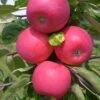 Allegro Ⓢ Malus Domestica