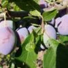 Alte Eierpflaume Prunus Domestica `Alte Eierpflaume´ -Pflanzen Verkäufe Alte EierpflaumeJixQ2jtzJnGpw
