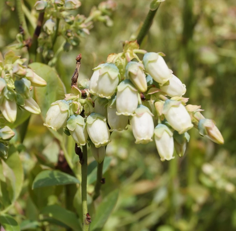 Heidelbeere `Ama´ Vaccinum Corymbosum `Ama´ 4 Heidelbeere `Ama´ Vaccinum Corymbosum `Ama´ - Image 2