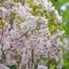 Säulenzierkirsche `Amanogawa´ Prunus Serrulata `Amanogawa´ -Pflanzen Verkäufe Amanogawa