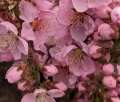 Zwergpfirsich `Amber® Pix ZeeⓈ´ Prunus Persica -Pflanzen Verkäufe Amber Pix Zee