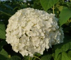 Garten-Hortensie `Incrediball®´ Hydrangea Arborescens -Pflanzen Verkäufe Anabelle Hortensie