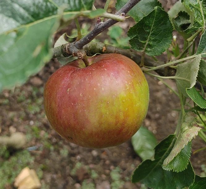 Antonowka Malus Domestica `Antonowka´ 3 Antonowka Malus Domestica `Antonowka´