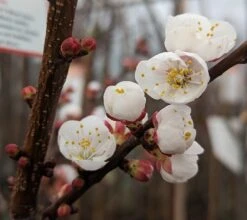 Ungarische Beste Prunus Armeniaca `Ungarische Beste´ -Pflanzen Verkäufe Aprikose Bl te