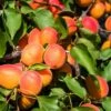 Aprikose `Colorado´ Prunus Armeniaca `Colorado´ -Pflanzen Verkäufe Aprikose Colorado1