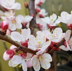 Kompakt Wachsende Aprikose `CompactaⓇ´ Prunus Armeniaca `Compacta´ -Pflanzen Verkäufe Aprikose Compacta