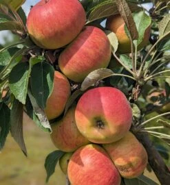 Säulenapfel Arbat ® Malus Domestica