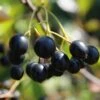 Aronia Aron - Großfrüchtige Apfelbeere Aronia Melanocarpa `Aron´ -Pflanzen Verkäufe Aronia