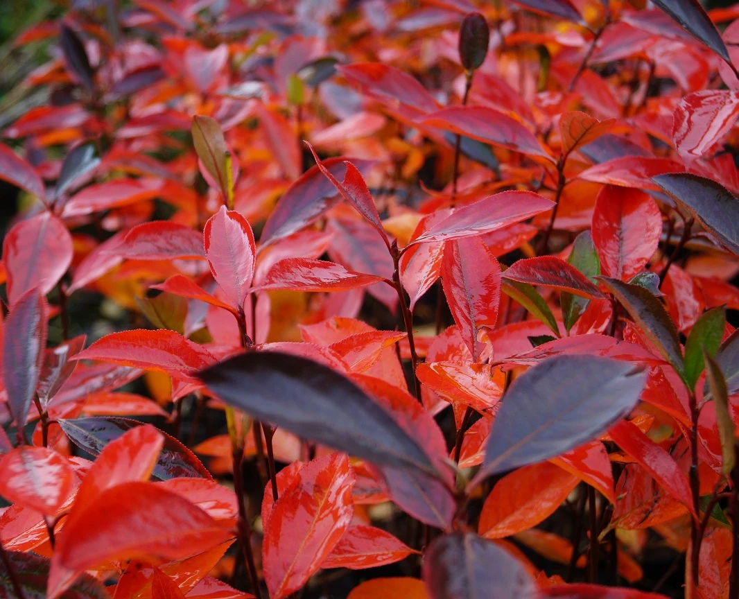 Aronia- Apfelbeere Hugin Aronia Melanocarpa `Hugin´ 5 Aronia- Apfelbeere Hugin Aronia Melanocarpa `Hugin´ - Image 3