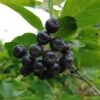 Aronia- Apfelbeere Nero Aronia Prunifolia `Nero´ -Pflanzen Verkäufe Aronia34