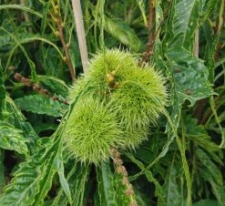 Esskastanie `Asplenifolia´ Castanea Sativa `Asplenifolia´ -Pflanzen Verkäufe Asplenifolia Frucht Esskastanie