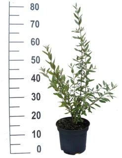 Silberblättrige Büffelbeere Sheperdia Argentea -Pflanzen Verkäufe B ffelbeere weiss