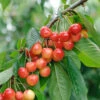Büttner´s Rote Knorpelkirsche Prunus Avium `Büttner´s Rote Knorpelkirsche´ 1 Büttner´s Rote Knorpelkirsche Prunus Avium `Büttner´s Rote Knorpelkirsche´ -Pflanzen Verkäufe B ttners