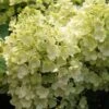Rispenhortensie `Bobo®´ Hydrangea Paniculata `Bobo´ 1 Rispenhortensie `Bobo®´ Hydrangea Paniculata `Bobo´ -Pflanzen Verkäufe BOBO