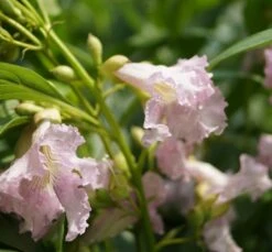 Sommerglocke / Baumoleander `Summer Bells´ Chitalpa Tashkentensis `Summer Bells´ -Pflanzen Verkäufe Baumoleander Summer Bells 1