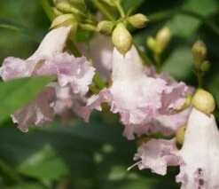 Sommerglocke / Baumoleander `Summer Bells´ Chitalpa Tashkentensis `Summer Bells´
