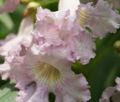 Sommerglocke / Baumoleander `Summer Bells´ Chitalpa Tashkentensis `Summer Bells´ -Pflanzen Verkäufe Baumoleander Summer Bells 4