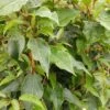 Bayernkiwi Männlich (Befruchtersorte) Actinidia Arguta -Pflanzen Verkäufe Bayernkiwi m nnlich
