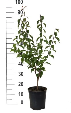 Japanische Zier-Aprikose `Beni-chi-dori´ Prunus Mume `Beni-chi-dori´ -Pflanzen Verkäufe Beni chi dori Zieraprikose