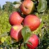 Säulenapfel `Berbat´ Malus Domestica `Berbat´ -Pflanzen Verkäufe Berbat