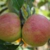 Biesterfelder Renette Malus Domestica -Pflanzen Verkäufe Biesterfelder Renette