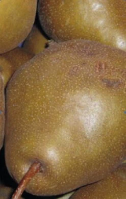 Uta Pyrus Communis `Uta´ -Pflanzen Verkäufe Birne UTA