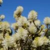 Großer Federbuschstrauch Fothergilla Major -Pflanzen Verkäufe Bl te Fothergilla2