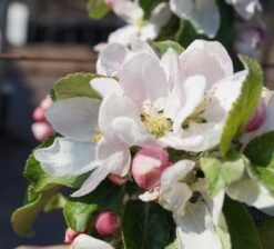 Holsteiner Cox Malus Domestica -Pflanzen Verkäufe Bl te Holst Cox