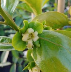 Kaki `Fuyu´ Diospyrus Kaki `Fuyu´ -Pflanzen Verkäufe Bl te Kaki Fuyu