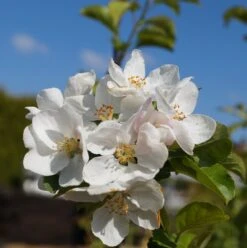 Zierapfel `Red Sentinel´ Malus `Red Sentinel´ 7 Zierapfel `Red Sentinel´ Malus `Red Sentinel´ -Pflanzen Verkäufe Bl te Red Sentinel