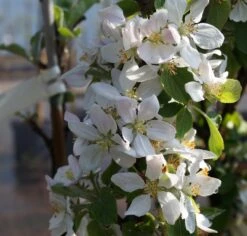 Säulenapfel `Rondo´ Malus Domestica `Rondo´ -Pflanzen Verkäufe Bl te Rondo