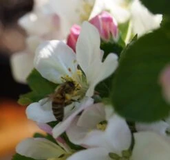 Säulenapfel `Rondo´ Malus Domestica `Rondo´ -Pflanzen Verkäufe Bl te Rondo mit Biene