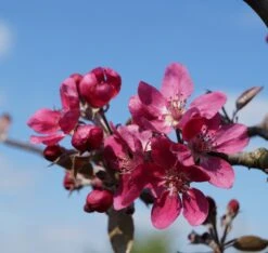 Rotfleischiger Apfel Malus Domestica -Pflanzen Verkäufe Bl te Rotfleischiger Apfel