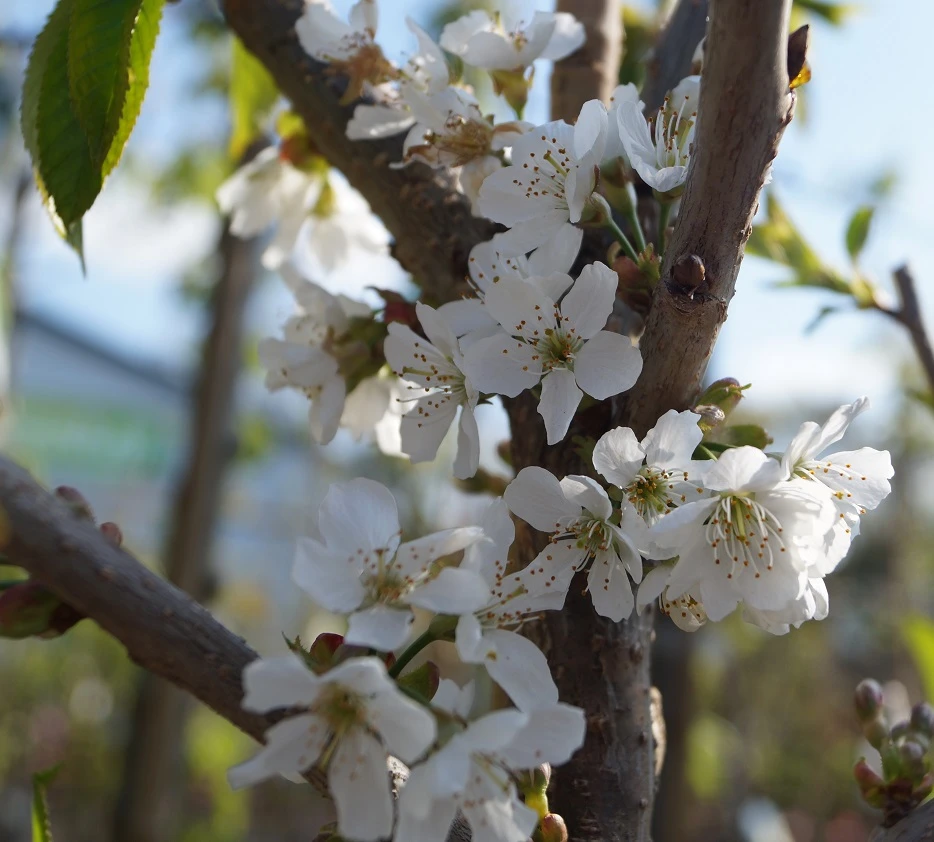 Sunburst-selbstfruchtbar Prunus Avium `Sunburst´ 4 Sunburst-selbstfruchtbar Prunus Avium `Sunburst´ - Image 2