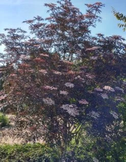 Holunder Black Lace ® Sambucus Nigra `Black Lace´ -Pflanzen Verkäufe Blace Lace Strauch